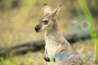 Wallaby Outside By Itself Stock Photo