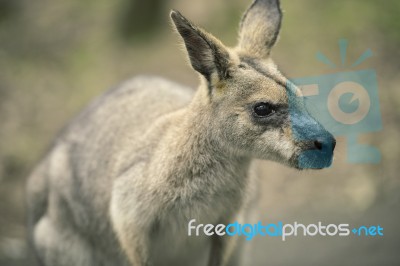 Wallaby Outside By Itself Stock Photo