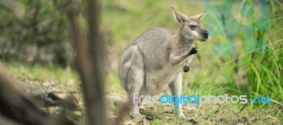 Wallaby Outside By Itself Stock Photo