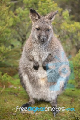 Wallaby Outside By Itself Stock Photo