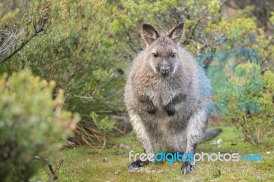 Wallaby Outside By Itself Stock Photo