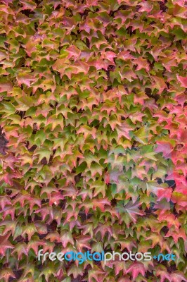 Walls Are Covered With Ivy Stock Photo