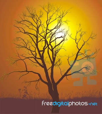 Walnut Tree Sunset Stock Image