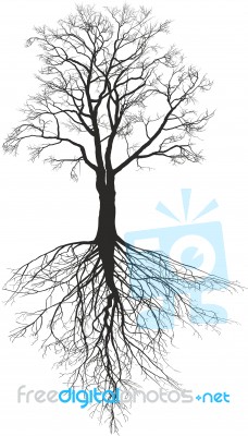 Walnut Tree With Roots Stock Image