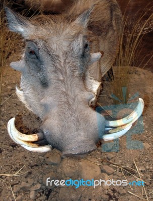 Warthog Stock Photo