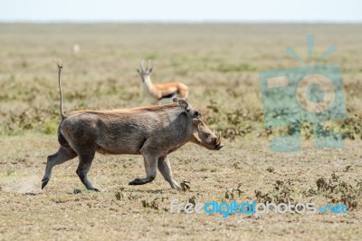 Warthog, Phacochoerus Africanus In Serengeti Stock Photo