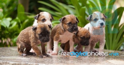 Washing Puppy Dog Stock Photo