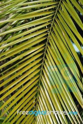 Washington Palm Tree Stock Photo