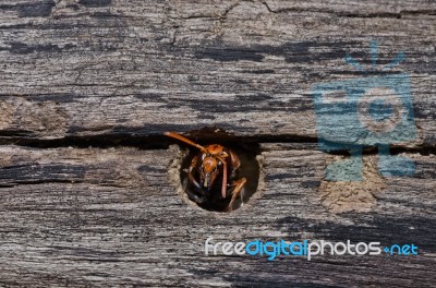 Wasp Stock Photo