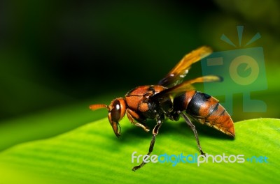 Wasp Stock Photo