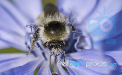 Wasp Stock Photo