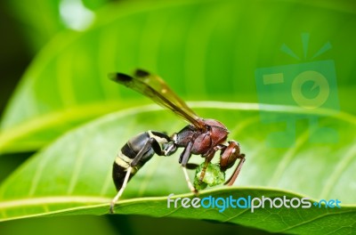 Wasp In Green Nature Or In Garden Stock Photo