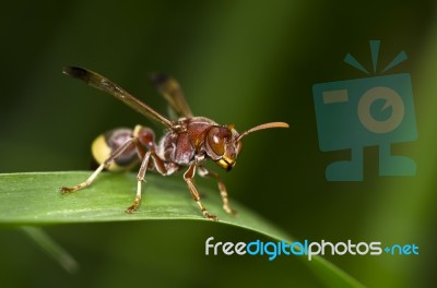 Wasp Macro Stock Photo