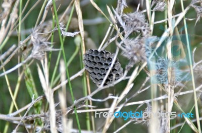 Wasp Nest Stock Photo