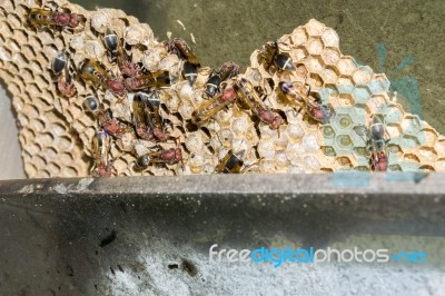 Wasp Nest With Wasps Sitting On It Stock Photo