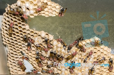 Wasp Nest With Wasps Sitting On It Stock Photo