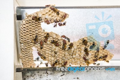 Wasp Nest With Wasps Sitting On It. Wasps Polist Stock Photo