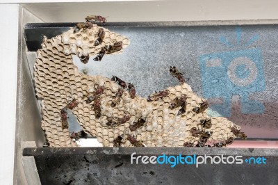 Wasp Nest With Wasps Sitting On It. Wasps Polist Stock Photo