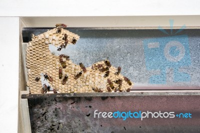 Wasp Nest With Wasps Sitting On It. Wasps Polist Stock Photo