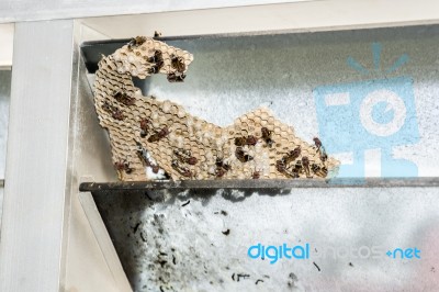 Wasp Nest With Wasps Sitting On It. Wasps Polist Stock Photo