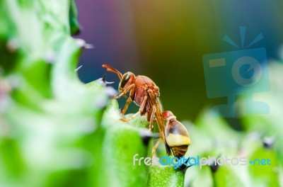 Wasp On Cactus Stock Photo