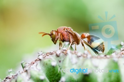 Wasp On Cactus Stock Photo