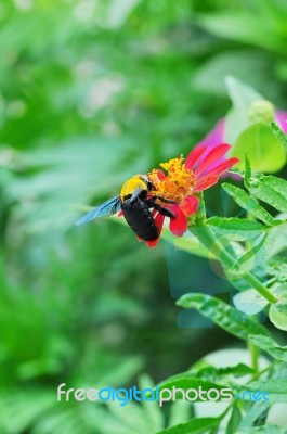 Wasp On Flower Stock Photo