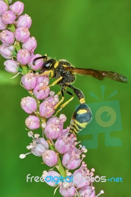 Wasp On Flowering Tamarisk Stock Photo