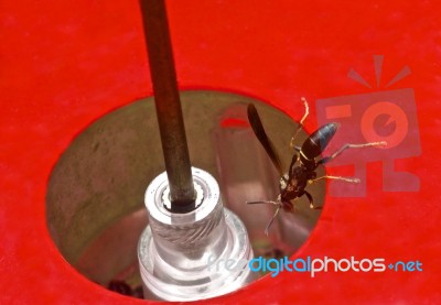 Wasp On Hummingbird Feeder Stock Photo