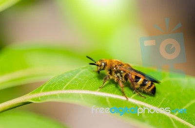 Wasp On The Leaves Stock Photo