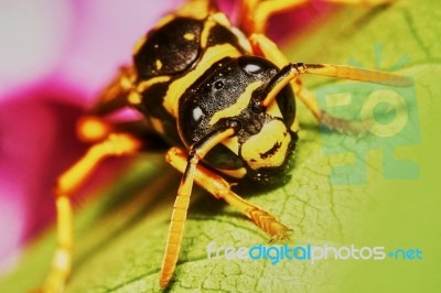 Wasp Sitting On A Leaf Stock Photo