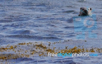 Otter Watching Stock Photo