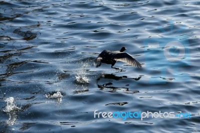 Water Bird Stock Photo