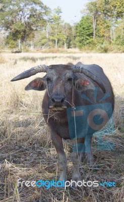 Water Buffallo Stock Photo