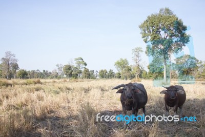 Water Buffallo Stock Photo