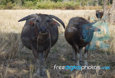 Water Buffallo Stock Photo