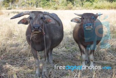 Water Buffallo Stock Photo