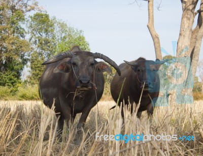 Water Buffallo Stock Photo