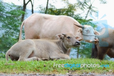 Water Buffalo Stock Photo