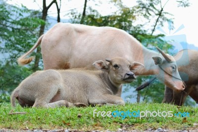 Water Buffalo Stock Photo