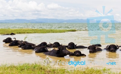 Water Buffalo Stock Photo