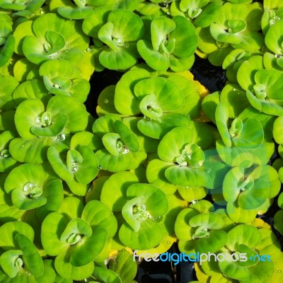 Water Cabbage Stock Photo