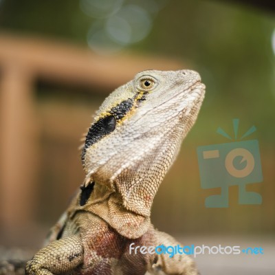 Water Dragon Outside During The Day Stock Photo