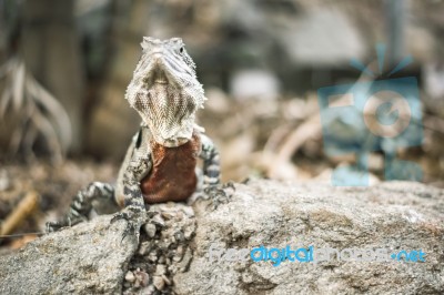 Water Dragon Outside During The Day Stock Photo