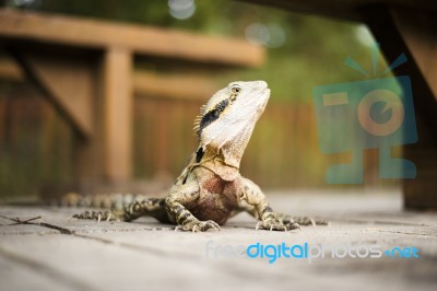 Water Dragon Outside During The Day Stock Photo