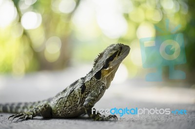 Water Dragon Outside During The Day Stock Photo