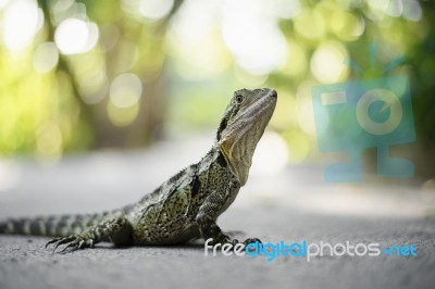 Water Dragon Outside During The Day Stock Photo