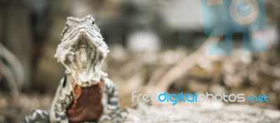 Water Dragon Outside During The Day Stock Photo