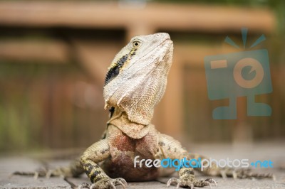 Water Dragon Outside During The Day Stock Photo