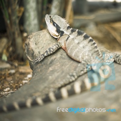 Water Dragon Outside During The Day Stock Photo